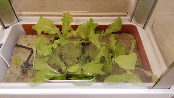 Small lettuce plants growing in the Niwa