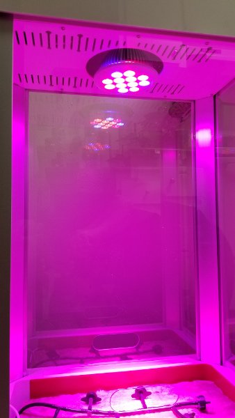 The Niwa with its grow light on. Everything is drenched in magenta light.
