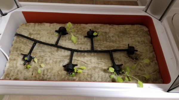 Lettuce sprouts on May 14.